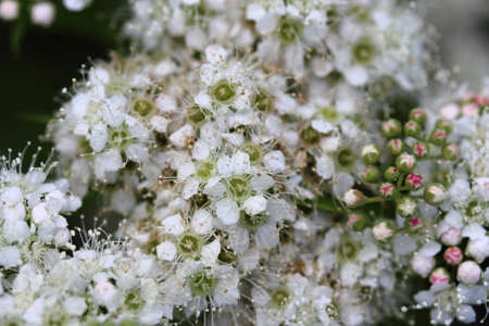small white flowers