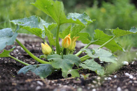 Zucchini flowers with a small zucchiniの写真素材