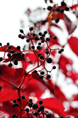 wild vines with red leaves and fruits in autumnの写真素材