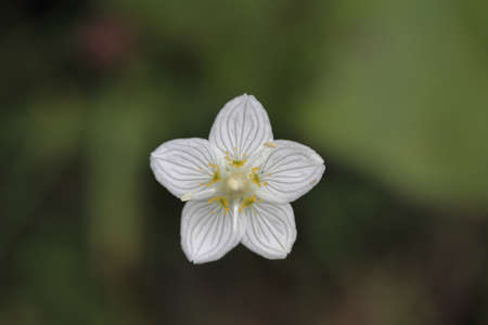 small delicate white flower