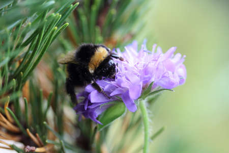 violet flower with bumble beeの写真素材