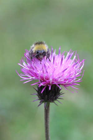 violet flower with bee
