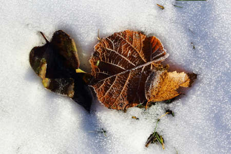 Dew and ice crystals on foliage leavesの写真素材