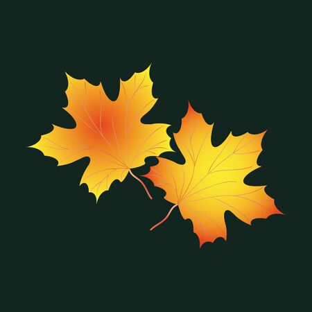 Autumn background with leaves of mapleのイラスト素材