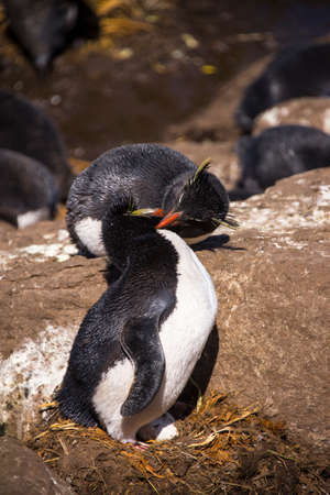 nesting rock-hopper PENGUINの写真素材