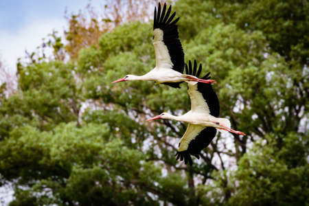 WeiÃŸstÃ¶rche in flight with outspread FlÃ¼geln