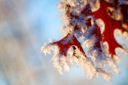 Maple leaves frozen and covered with ice in winterの写真素材