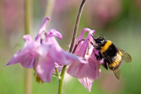 bumble beeの写真素材