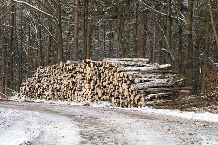 standing timber in a forest