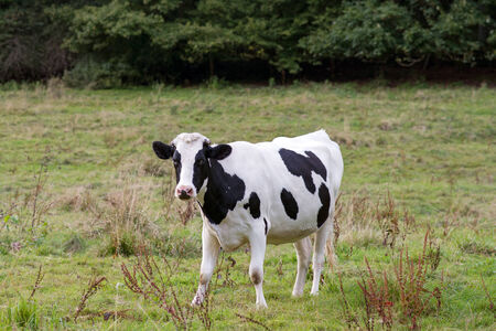 cow on a meadowの写真素材