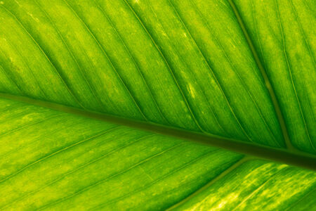 a green leaf
