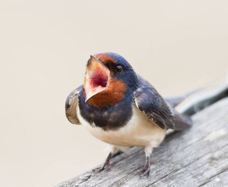 swallow standing in the tree.