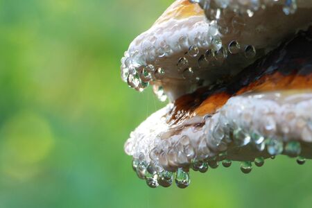 Water drops on tree spongeの写真素材