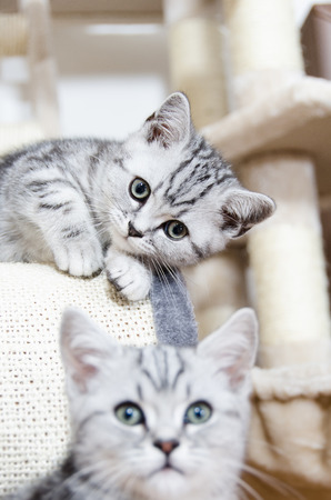 British Shorthair Silver Tabby Cats playingの写真素材
