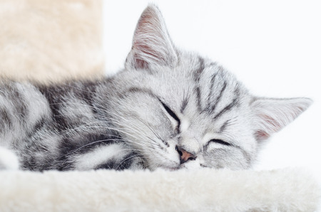 British Shorthair Silver Tabby Cat sleepingの写真素材
