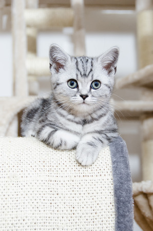 British Shorthair Silver Tabby Cat lookingの写真素材