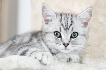 British Shorthair Silver Tabby Cat lookingの写真素材