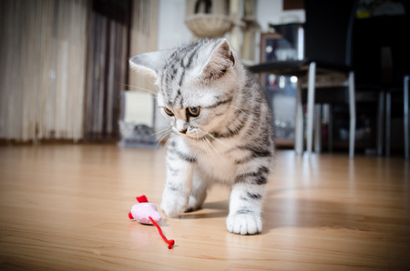 British Shorthair Silver Tabby Cat playing with mouseの写真素材