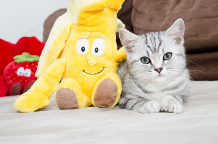 British Shorthair Silver Tabby Cat snuggles up with toyの写真素材