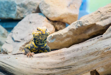 Lizardの写真素材