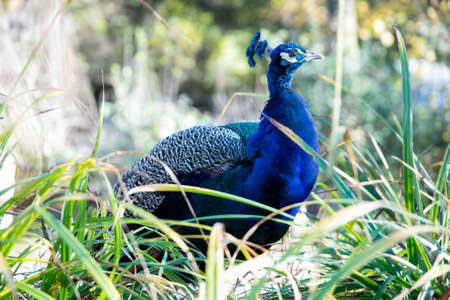 peacockの写真素材