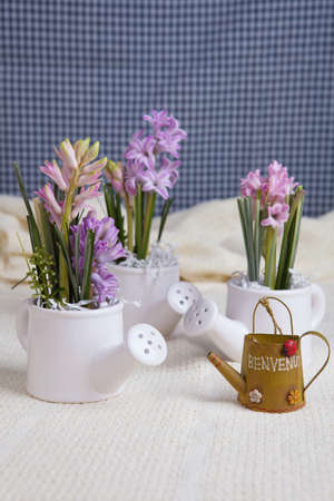 Hyacinth flowers bouquet in kettles compositionの写真素材
