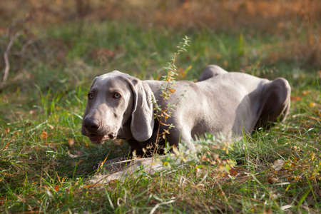 Silver weimaraner purebred male dogの写真素材