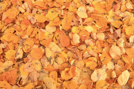 Colorful autumn leaves.の写真素材