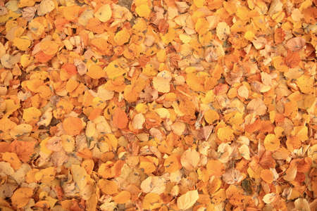 Lying leaves under a tree is a preview of the upcoming winter.の写真素材