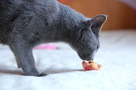 A wonderful gray cat with a pedigree.の写真素材