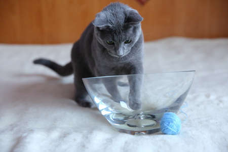 A gray thoroughbred cat in all its glory.の写真素材