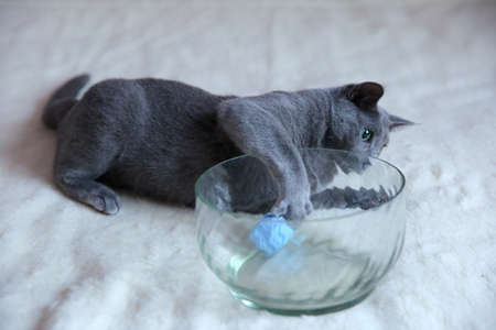 A wonderful gray cat with a pedigree.の写真素材