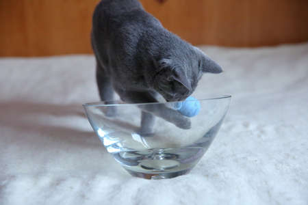 A beautiful gray cat with a pedigree.の写真素材
