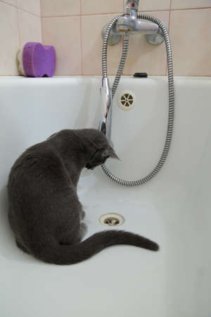 Cat frolic in the bathroom.の写真素材