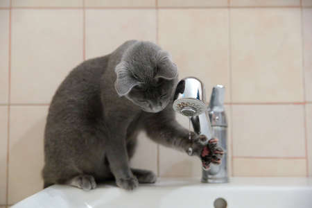 Cat frolic in the bathroom.の写真素材