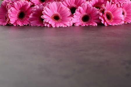 Gerbera with a large beautiful inflorescence is a wonderful decoration.の写真素材