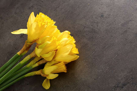 Narcissus - daffodil, a species of amaryliaceous plant species.の写真素材