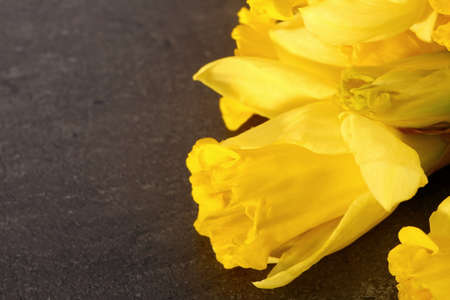 Narcissus - daffodil, a species of amaryliaceous plant species.の写真素材