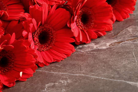 Gerbera with a large beautiful inflorescence is a wonderful decoration.の写真素材