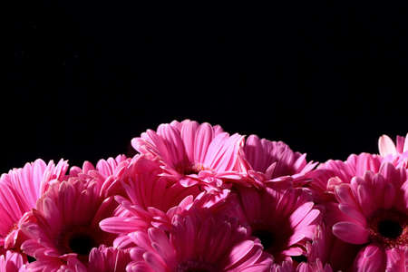 Gerbera with a large beautiful inflorescence is a wonderful decoration.の写真素材
