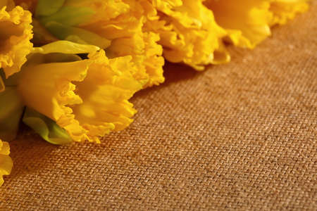 Narcissus - daffodil, a species of amaryliaceous plant species.