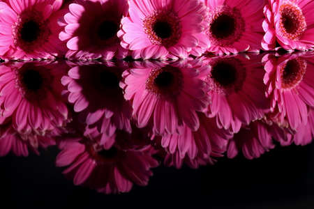 Gerbera with a large beautiful inflorescence is a wonderful decoration.の写真素材