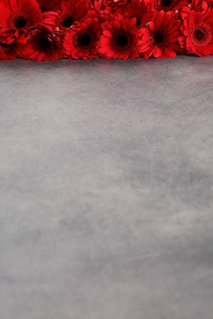 Gerbera with a large beautiful inflorescence is a wonderful decoration.の写真素材