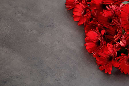 Gerbera with a large beautiful inflorescence is a wonderful decoration.の写真素材