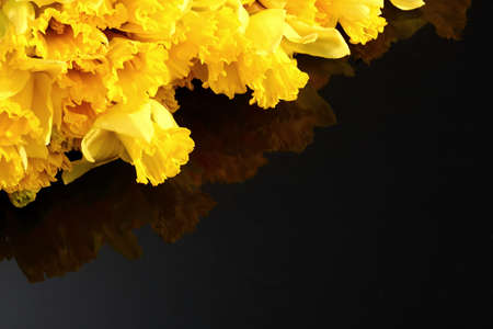Narcissus - daffodil, a species of amaryliaceous plant species.