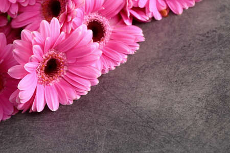 Gerbera with a large beautiful inflorescence is a wonderful decoration.の写真素材