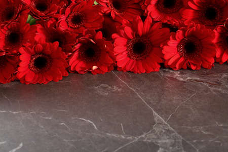 Gerbera with a large beautiful inflorescence is a wonderful decoration.