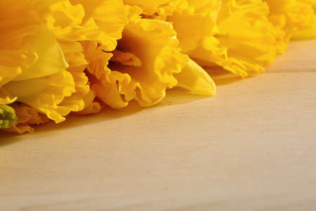 On natural sites it grows wild in Portugal and Spain. Many hybrids come from this species, which gardeners fall into the 7th group of narcissists.の写真素材