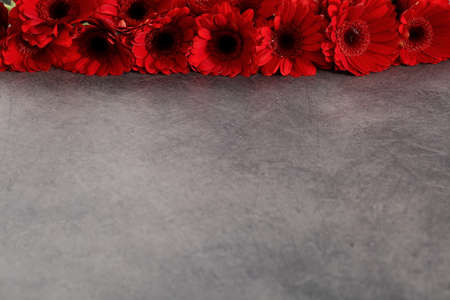 Gerbera with a large beautiful inflorescence is a wonderful decoration.の写真素材