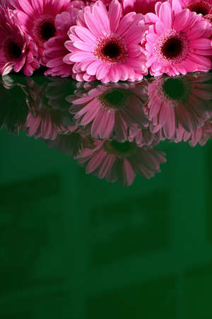 Gerbera with a large beautiful inflorescence is a wonderful decoration.の写真素材
